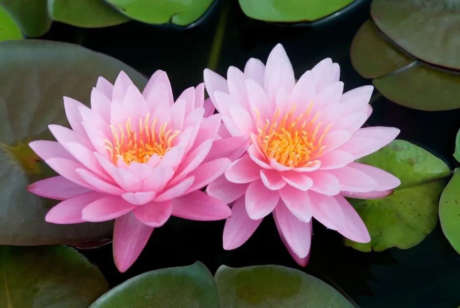 Méditation des coeurs jumeaux ( Méditation pour la Paix)